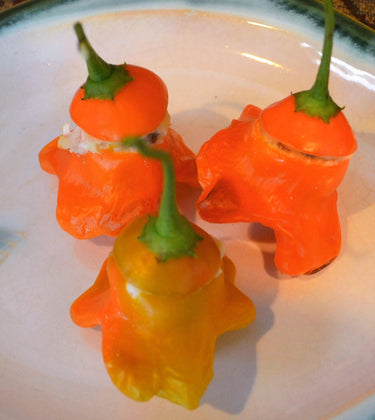 40 Orange SCOTCH BONNET PEPPER very hot Jamaican Capsicum Annuum Vegetable Seeds